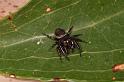 Euryattus_bleekeri_D7847_Z_89_North Stradbroke island_Australie